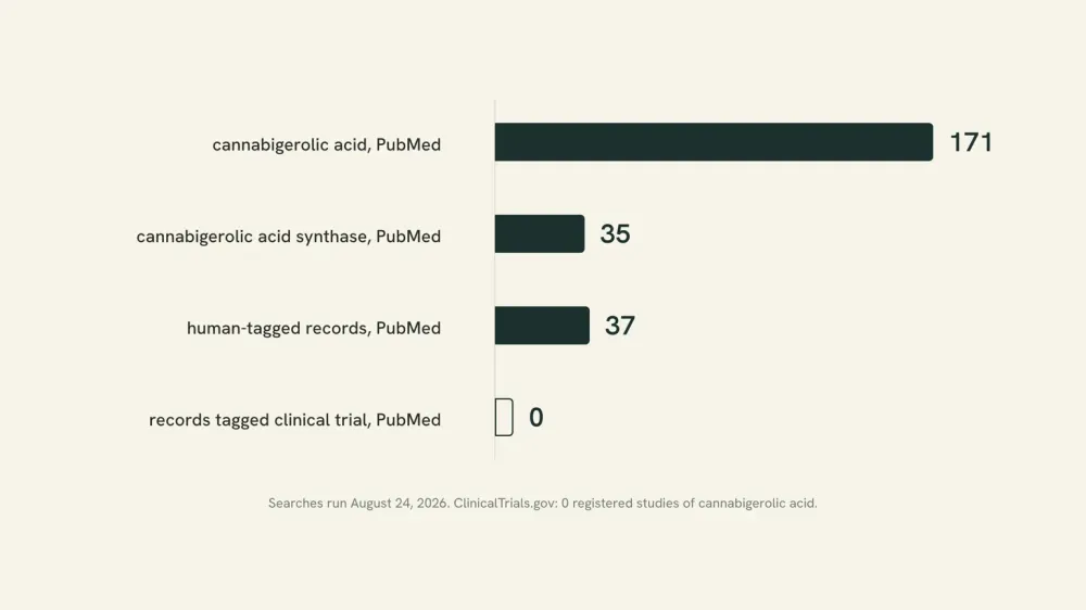 Chart of four dated searches for cannabigerolic acid on August 24, 2026: 171 PubMed records, 35 synthase records, 37 human-tagged, 0 clinical trials.