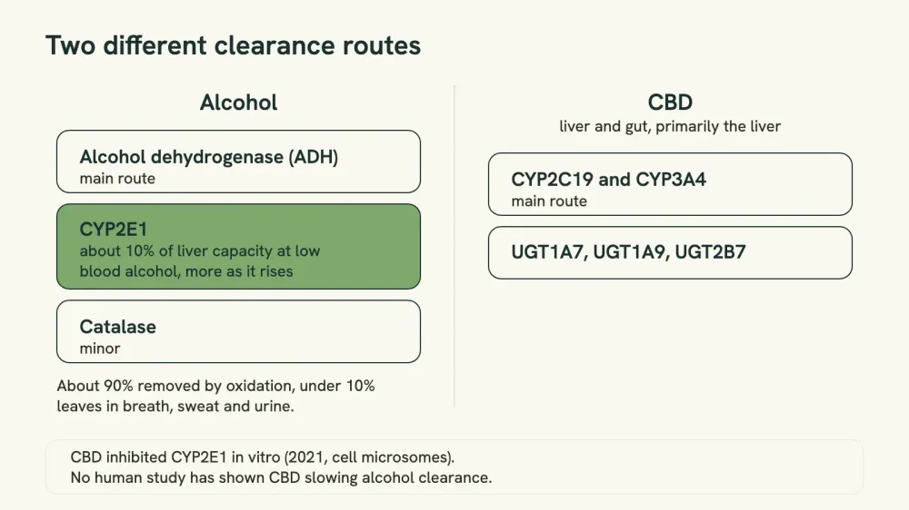 Two-column diagram showing the enzymes that clear alcohol on one side and the enzymes that clear CBD on the other, with no shared pathway between them.
