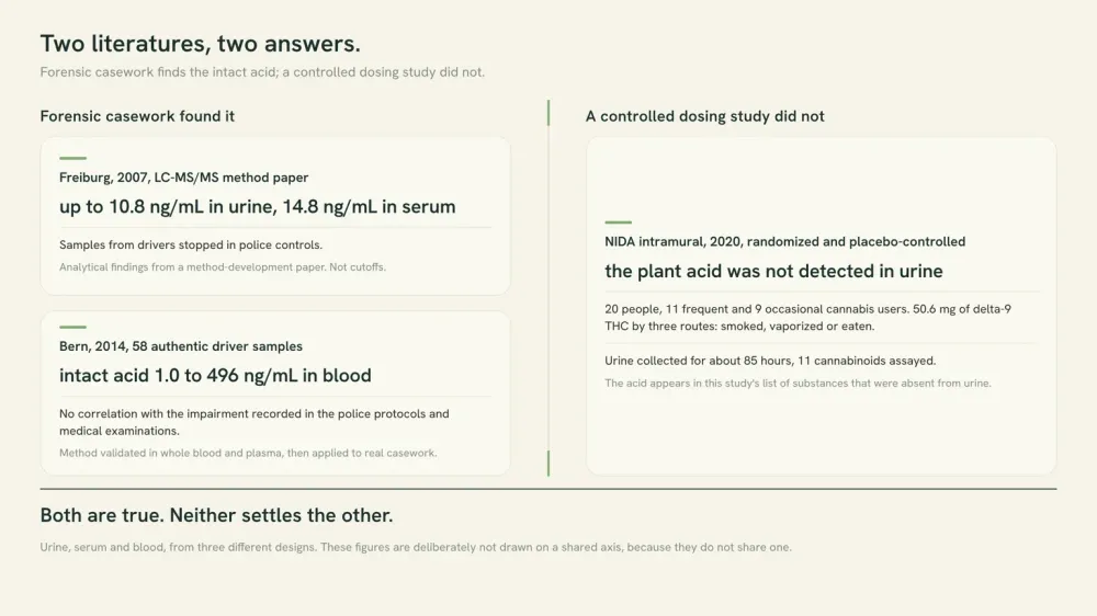 Data graphic contrasting two forensic casework papers that detected intact THCA, at up to 10.8 ng/mL in urine and 1.0 to 496 ng/mL in blood, with one controlled dosing study of 20 people at 50.6 mg that did not detect it in urine at all.