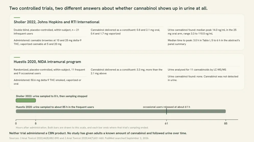 Chart comparing the two controlled trials that looked for cannabinol in urine on one time scale. Sholler 2022 found a median peak of 14.0 ng/mL and stopped sampling at 8 hours. Huestis 2020 sampled to about 85 hours and detected none.