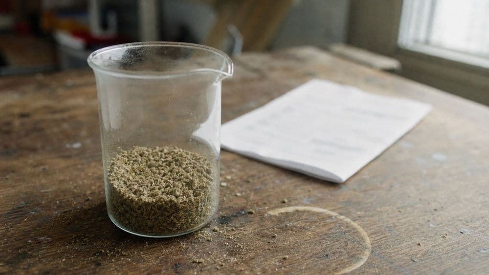 Dried hemp flower in a glass beaker on a wooden workbench next to a folded paper lab report, seen in flat daylight.
