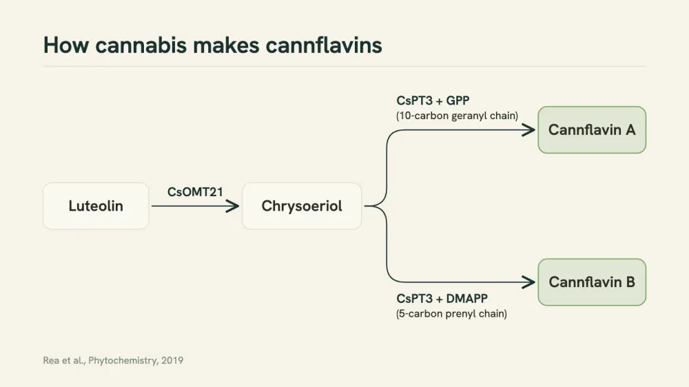 Diagram of the cannflavin branch: luteolin becomes chrysoeriol through the enzyme CsOMT21, then CsPT3 adds a ten-carbon chain to make cannflavin A or a five-carbon chain to make cannflavin B.