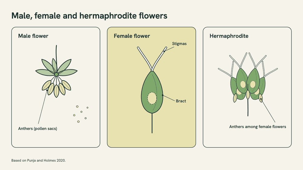 Labeled three-panel diagram: a male cannabis flower with hanging anthers, a female flower with a green bract and two white stigmas, and a female flower cluster with a few anthers growing among the bracts.