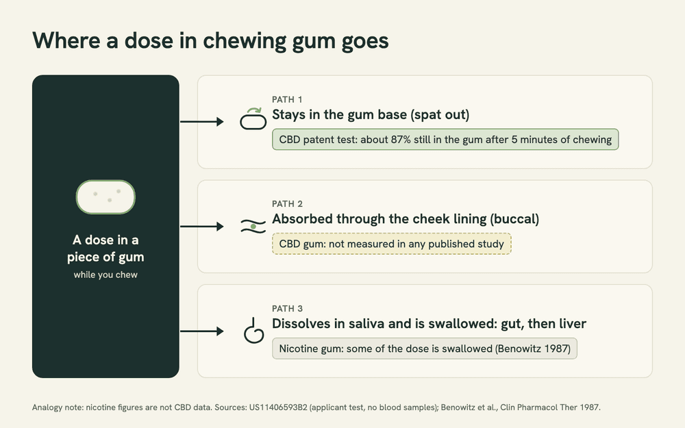 Diagram of the three places a dose in chewing gum can go: it stays in the gum base, it is absorbed through the cheek lining, or it dissolves in saliva and is swallowed to the gut and liver. Only the first has any CBD measurement.