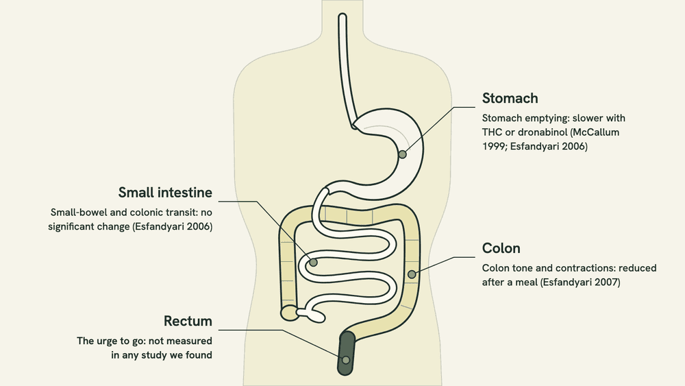 Diagram of the digestive tract labeling the stomach, small intestine, colon and rectum, with a note at each part on what the cannabis studies measured there and what they found.