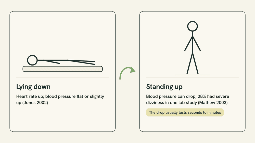 Two-panel diagram: a person lying down, labeled with a slight rise in blood pressure after THC, beside the same person standing up, labeled with a possible drop in blood pressure and dizziness.