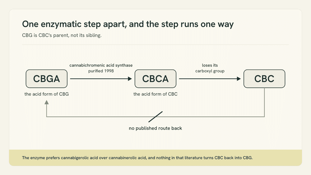 A simple one-way diagram. CBGA, the acid form of CBG, feeds an arrow labeled cannabichromenic acid synthase, which leads to CBCA, which leads to CBC. A crossed-out arrow underneath shows there is no route back.