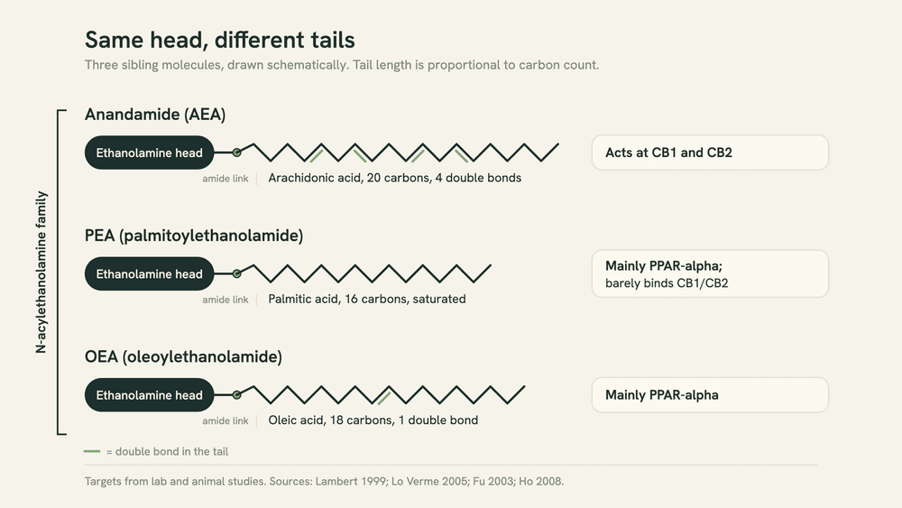 Diagram of three sibling molecules sharing one ethanolamine head: anandamide with a 20-carbon tail, PEA with a 16-carbon tail and OEA with an 18-carbon tail, each labeled with its main receptor.