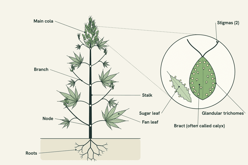 Labeled diagram of a female cannabis plant showing roots, stalk, a node, a fan leaf, a branch and the main cola, with a zoomed inset of one female flower labeling the bract, two stigmas, glandular trichomes and a sugar leaf.