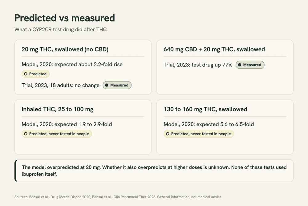 Graphic 'Predicted vs measured': a 2020 model expected 20 mg of swallowed THC to raise a CYP2C9 test drug 2.2-fold; a 2023 trial in 18 adults found no change. 640 mg CBD plus 20 mg THC raised it 77%. Inhaled and high-dose predictions are untested.