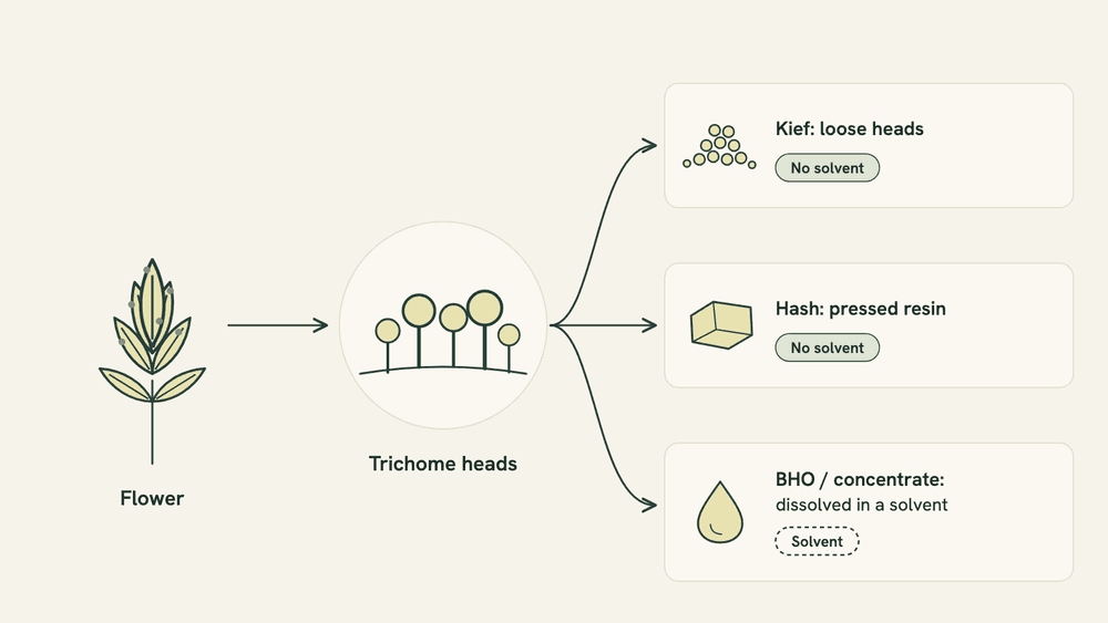 Diagram: a cannabis flower, then its trichome heads, splitting into three paths labeled kief (loose heads), hash (pressed resin) and BHO or concentrate (resin dissolved in a solvent).
