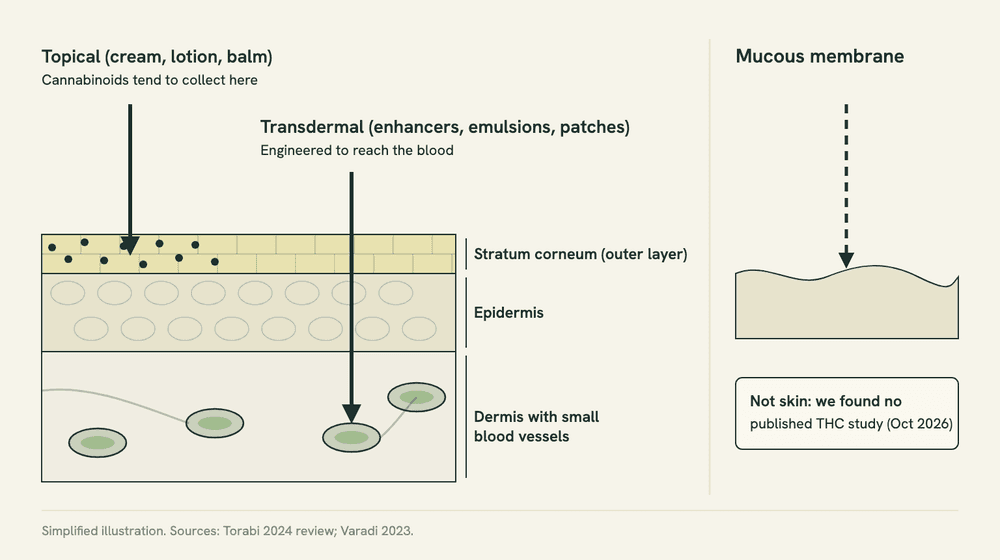 Diagram of skin layers showing a topical product staying in the outer layer, a transdermal product designed to pass through to small blood vessels, and a separate panel for mucous membranes marked as a different route.