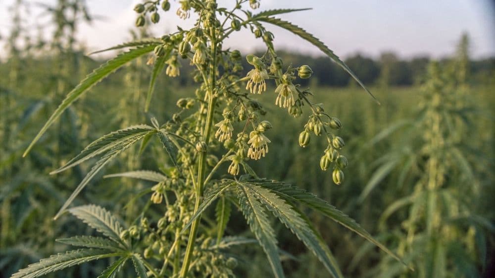 Close view of male hemp flowers hanging in loose clusters on a stem outdoors, with pale opened anthers and a faint dusting of pollen, in soft late-summer light.