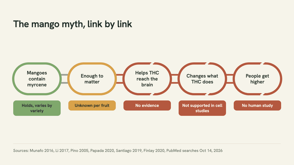 Diagram of the mango myth as five chain links with verdicts. Mangoes contain myrcene holds; enough to matter is unknown; the last three links are drawn cracked, marked unsupported.