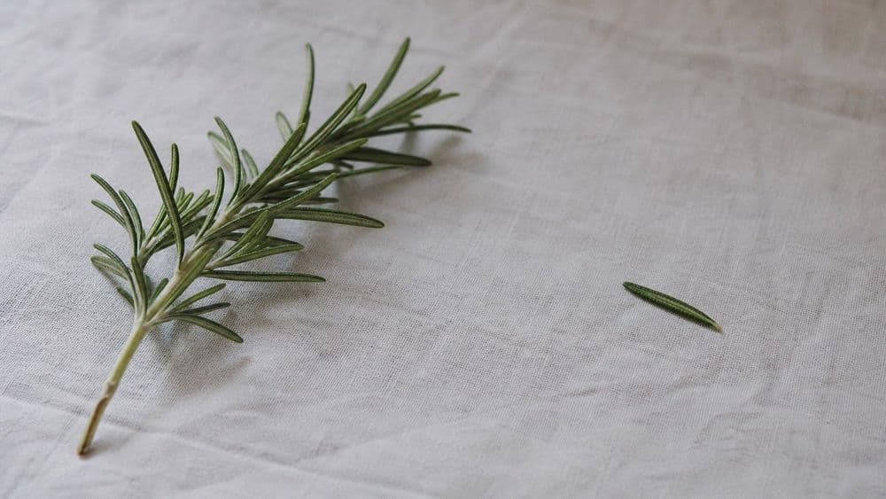 A whole sprig of fresh rosemary lying beside a single detached rosemary leaf on a pale surface.