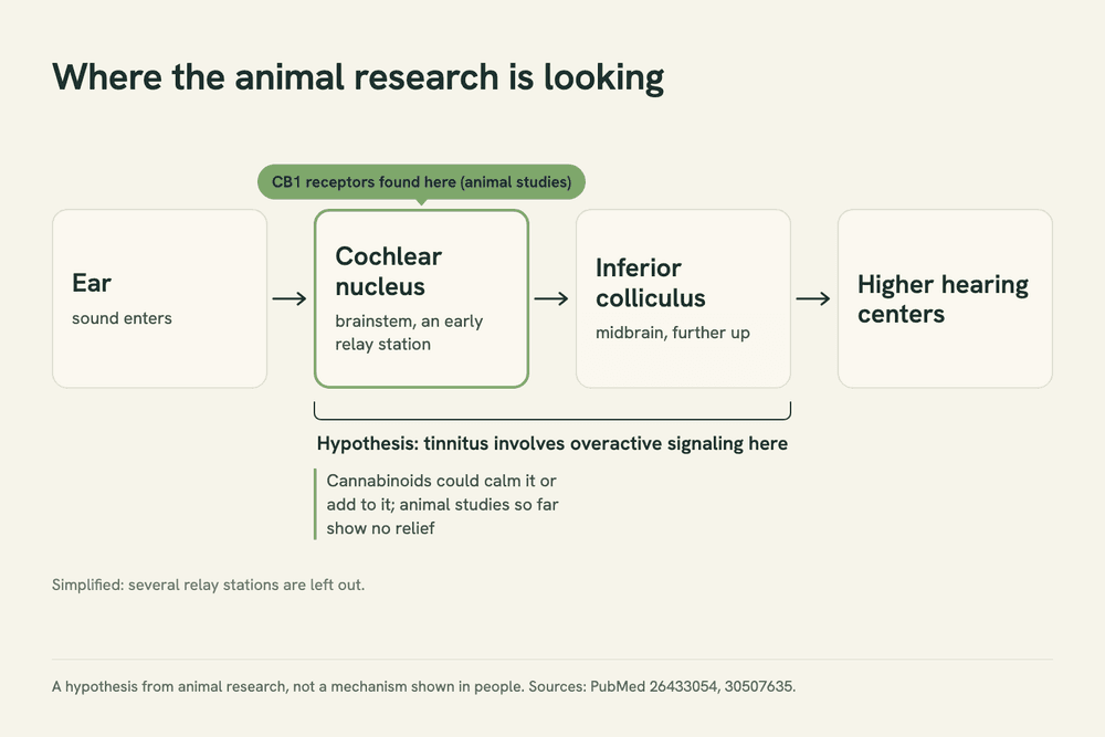 Simplified diagram of the hearing pathway: ear, cochlear nucleus in the brainstem, inferior colliculus in the midbrain, with the cochlear nucleus marked where CB1 receptors were found in animal studies.