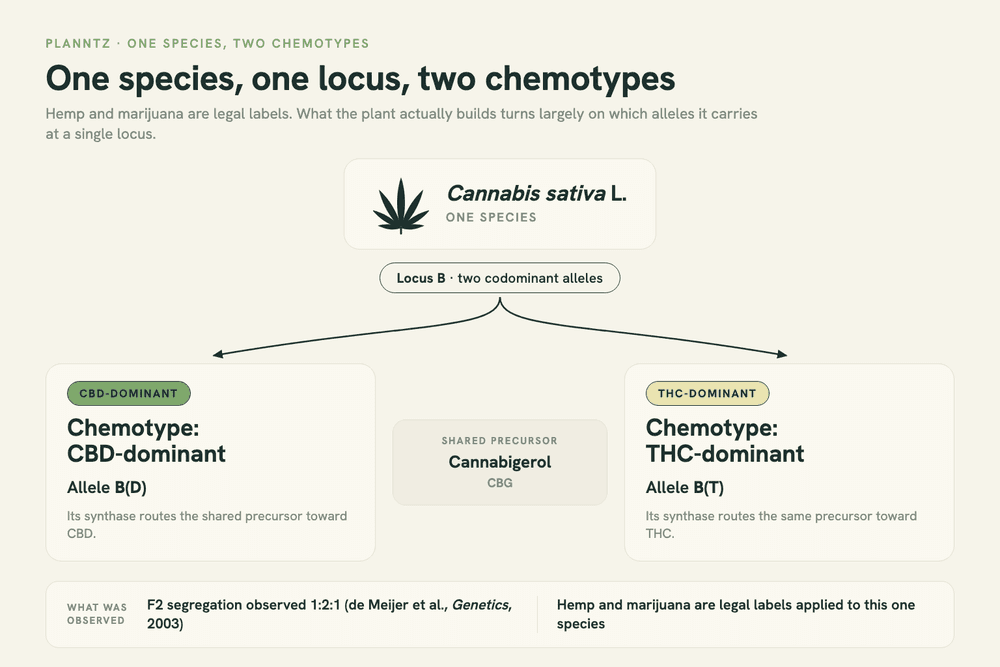 Diagram showing one Cannabis sativa L. plant splitting into two chemotypes, CBD-dominant and THC-dominant, with the B locus and its two alleles labeled between them.