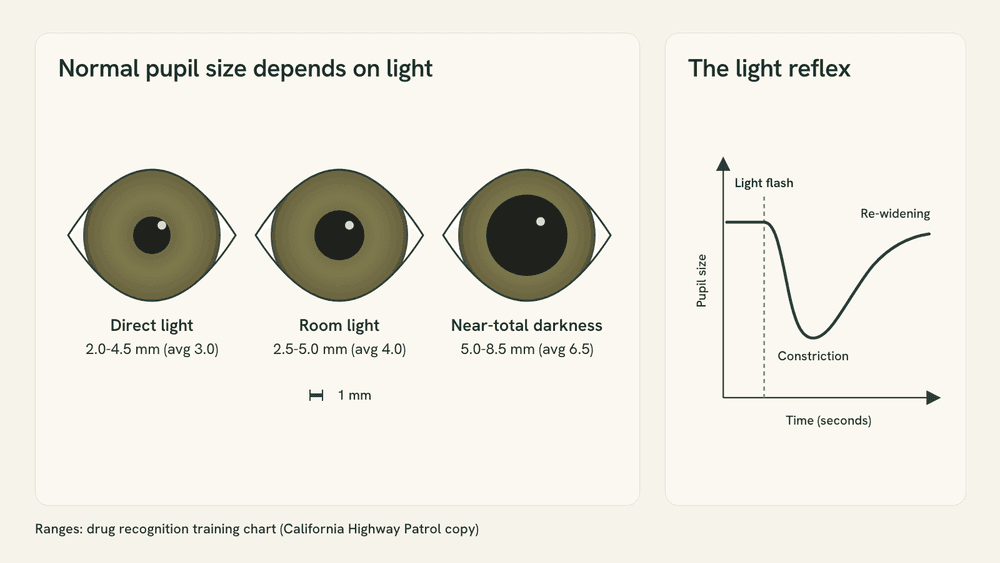 Diagram of three eyes drawn to scale with pupils at 3.0, 4.0 and 6.5 mm, labeled direct light 2.0 to 4.5 mm, room light 2.5 to 5.0 mm and near-total darkness 5.0 to 8.5 mm, beside a curve of a pupil constricting after a light flash and widening again.