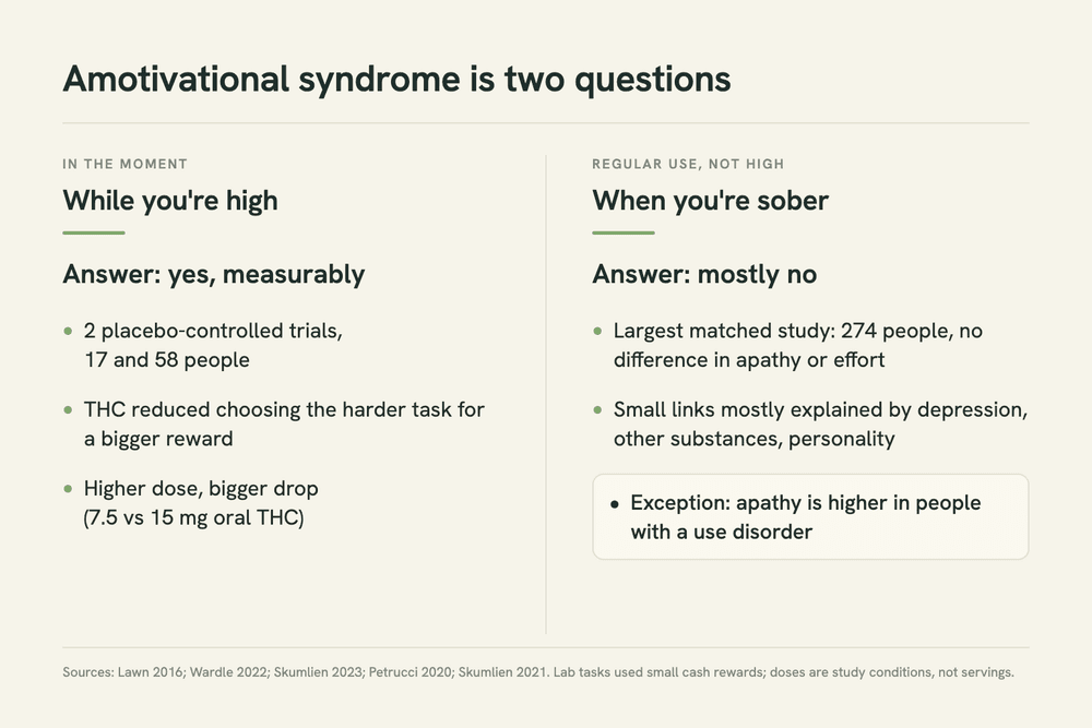 Two-column chart comparing cannabis and motivation: while high, two controlled trials found reduced effort; when sober, most recent studies found no gap except in people with a use disorder.