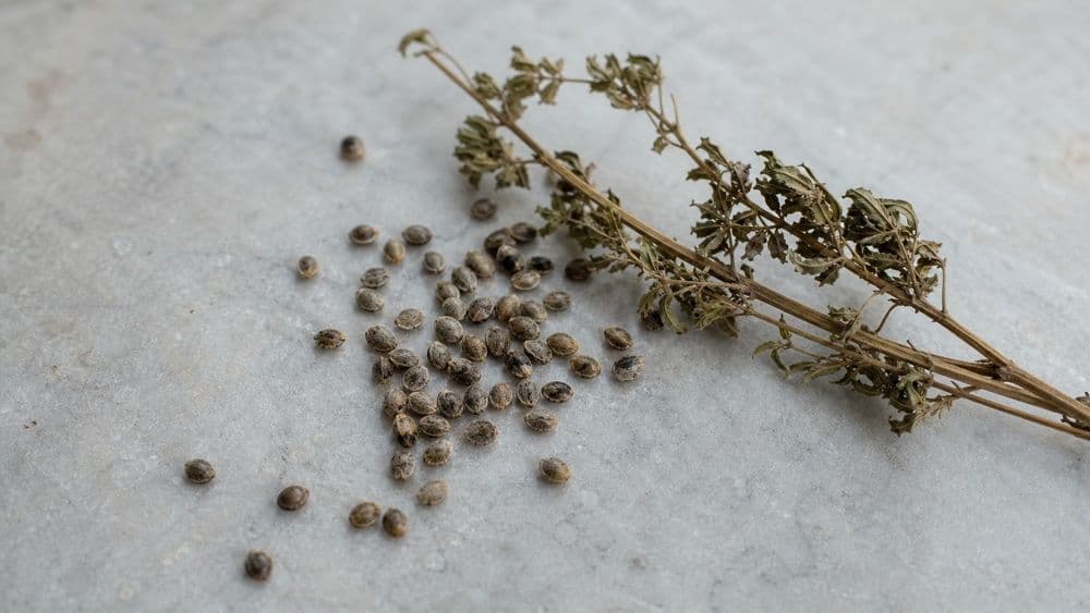 Loose hemp seeds and a small bundle of dried hemp stalk and leaf on a plain pale stone surface in daylight.
