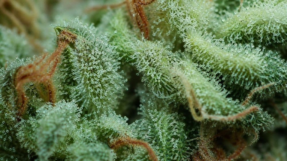 THCA vs CBD: Two Different Molecules and One Legal Deadline