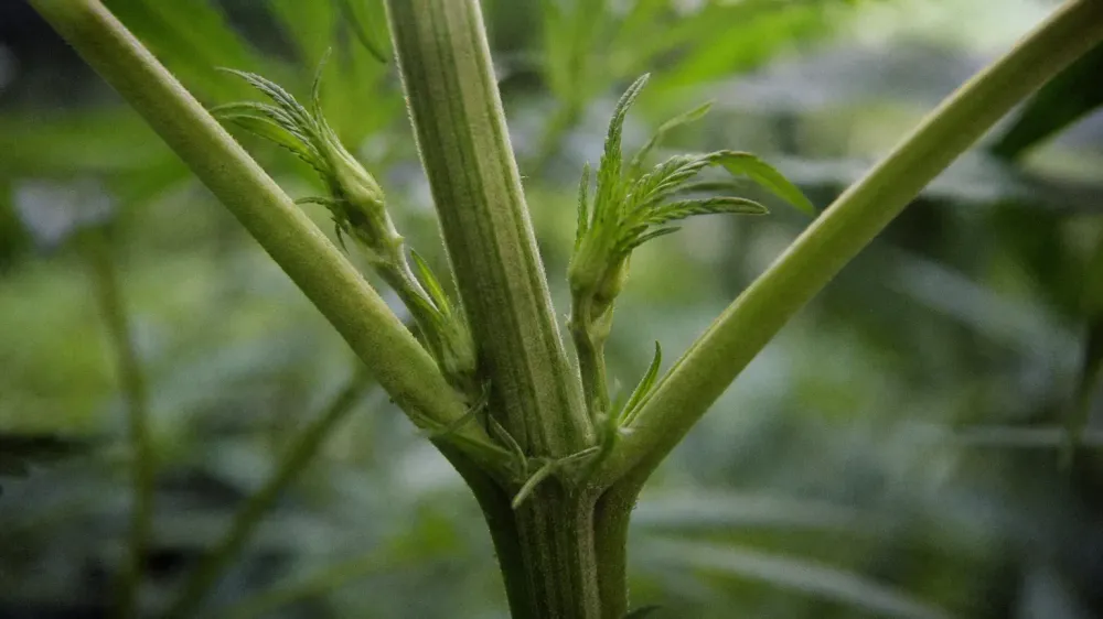 What Is CBGA? The Acid Every Other Cannabinoid Starts As