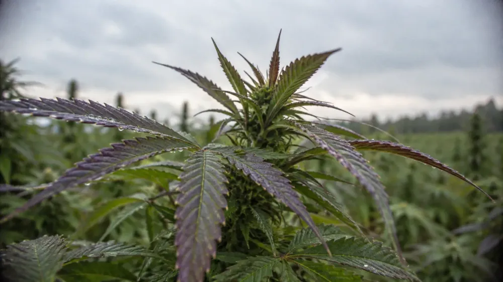 Cannabis Flavonoids and the 1985 Number Most Pages Misquote