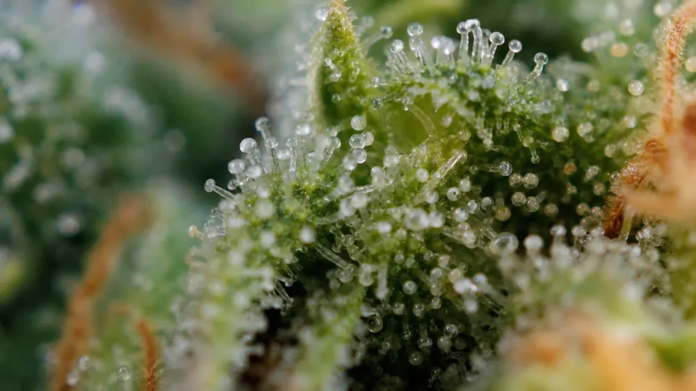 CBDA vs CBD: The Acid the Plant Makes, and the Math Inside Total CBD