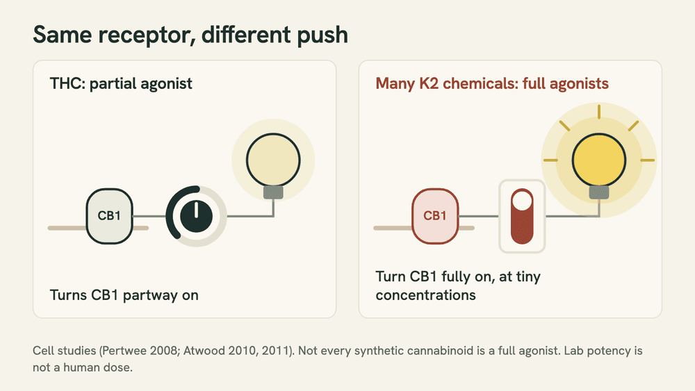 Schematic comparing two light controls: a dimmer labeled THC, partial agonist, that stops partway, and a switch labeled many K2 chemicals, full agonist, that turns fully on.