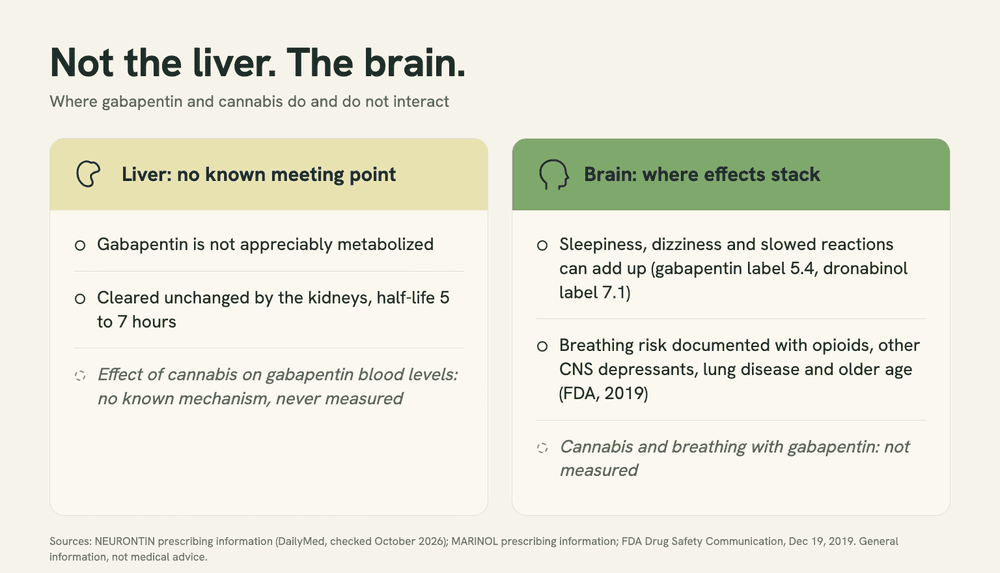 Two-panel graphic, 'Not the liver. The brain.' Liver: gabapentin is not appreciably metabolized; kidneys clear it unchanged (half-life 5-7 h); no cannabis effect on its levels measured. Brain: sedation adds up; breathing risk with cannabis not measured.