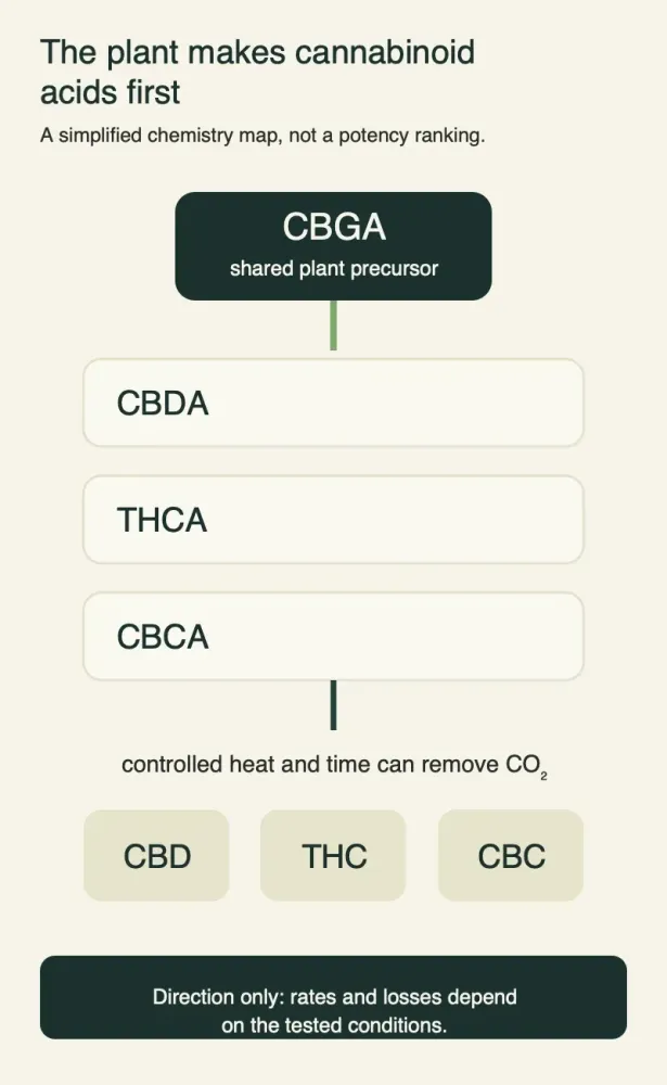 Simplified vertical pathway showing CBGA as a shared plant precursor, three acid forms CBDA, THCA and CBCA, and controlled heat and time leading toward CBD, THC and CBC, with a note that rates and losses depend on test conditions.