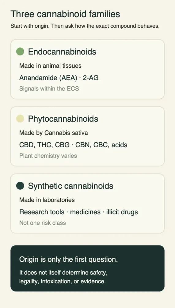 Vertical diagram grouping endocannabinoids made in animal tissues, phytocannabinoids made by cannabis, and synthetic cannabinoids made in laboratories, with a note that origin alone does not determine safety, legality, intoxication, or evidence.