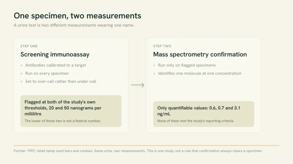 Data graphic contrasting a screening immunoassay that flagged hemp seed food specimens at the study's 20 and 50 nanogram thresholds with the GC-MS confirmation on the same urine, whose only quantifiable values were 0.6, 0.7 and 3.1 ng/mL.