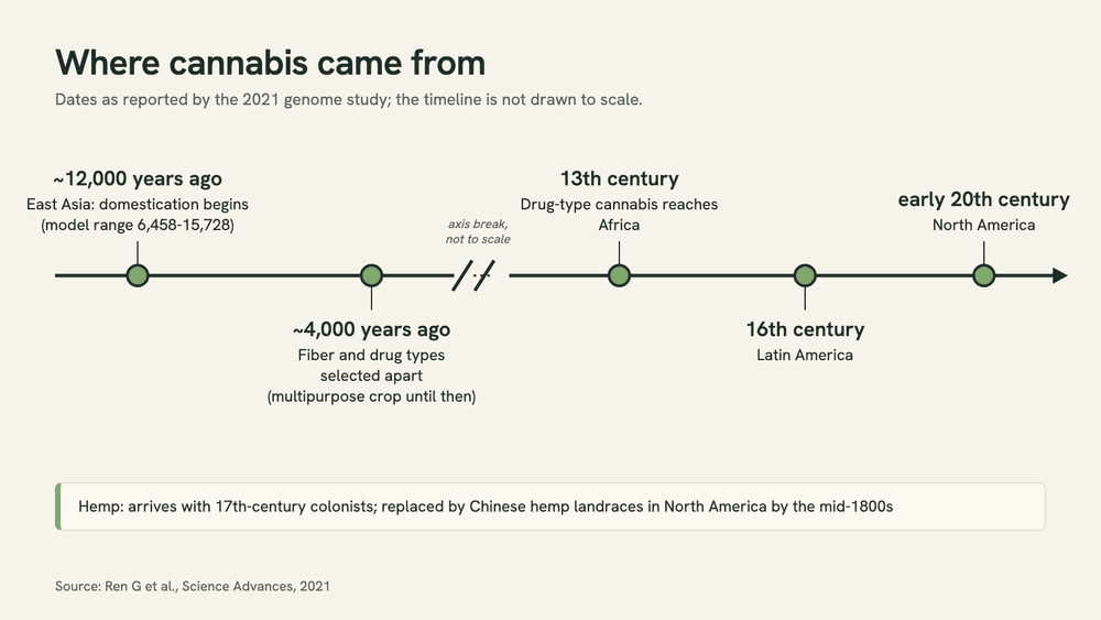 Timeline of cannabis history: domestication in East Asia about 12,000 years ago, fiber and drug types split about 4,000 years ago, then Africa by the 13th century, Latin America in the 16th, North America in the early 20th.