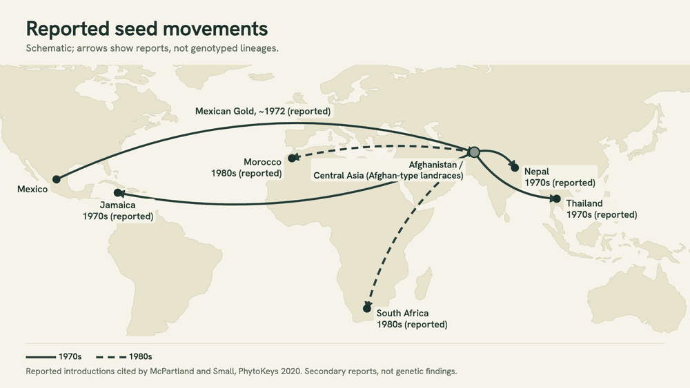 Schematic world map of reported seed movements: Mexican Gold into Afghanistan around 1972, Central Asian lines into Nepal, Jamaica and Thailand in the 1970s, and into South Africa and Morocco in the 1980s.