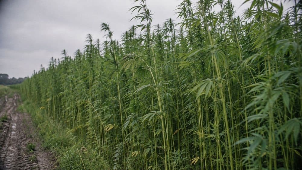 A dense field of tall fiber hemp with slender stalks and leaves at the top, seen at eye level in soft overcast light.