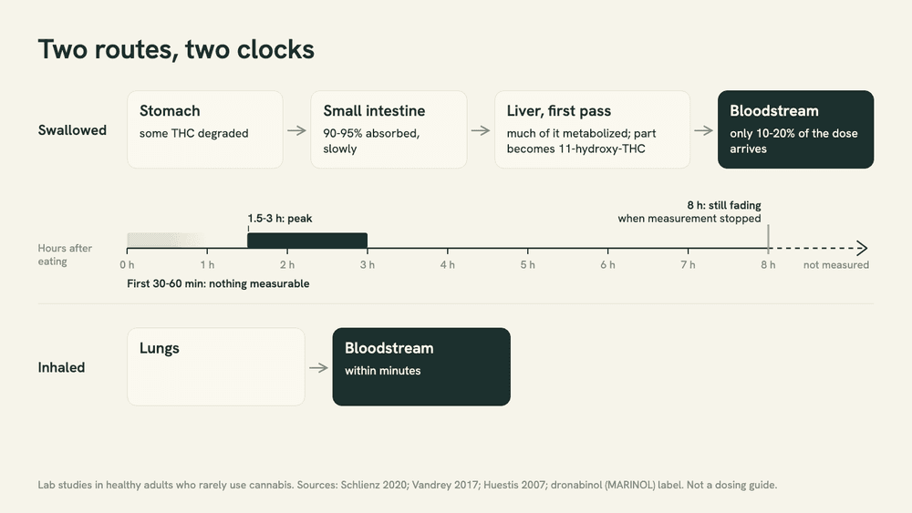 Diagram of two routes: swallowed THC passes the stomach, small intestine and liver before the bloodstream; inhaled THC goes from lungs to blood. A timeline marks 30-60 minutes, a 1.5-3 hour peak and 8 hours.