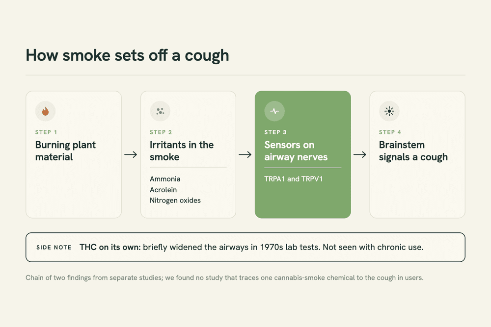 Diagram of the cough reflex: irritants in burning-plant smoke reach sensors called TRPA1 and TRPV1 on airway nerves, which signal the brainstem to trigger a cough.