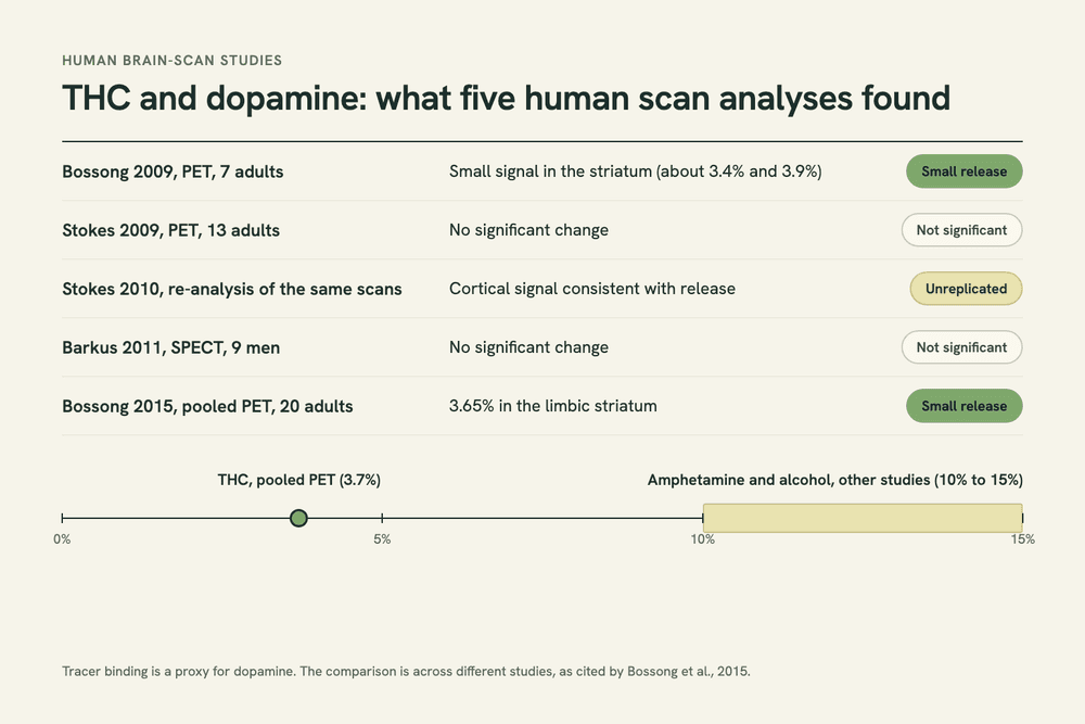 Chart of five human brain-scan analyses of THC and dopamine: three found a small signal consistent with release, two found no significant change, with the pooled result of 3.65% marked.